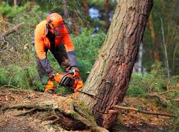 Best Arborist Consultation Services  in Menahga, MN